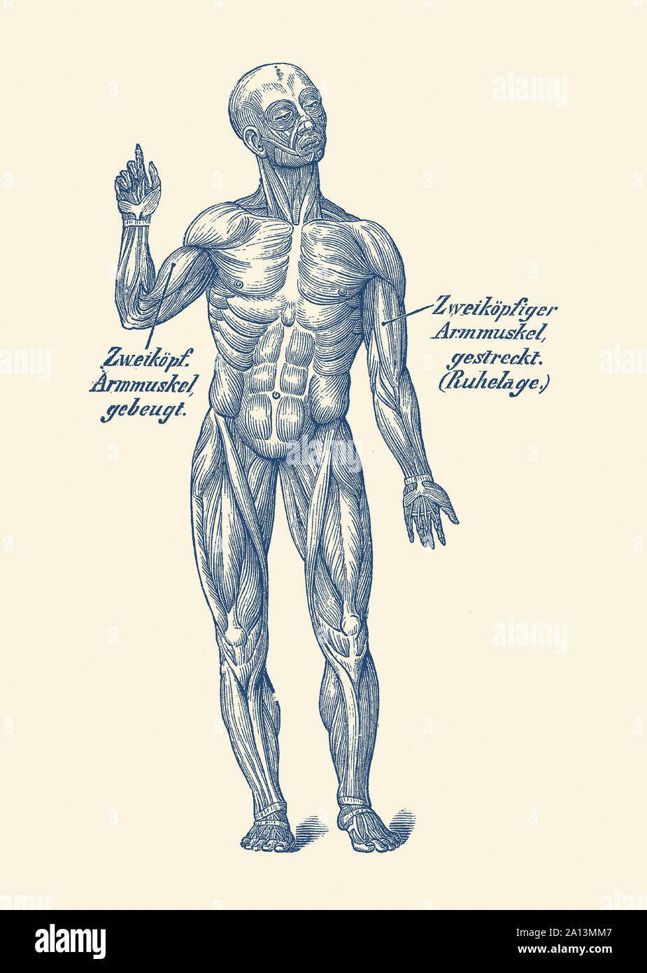 Anatomie d'une impression Vintage face à la vue de la musculature humaine. Banque D'Images