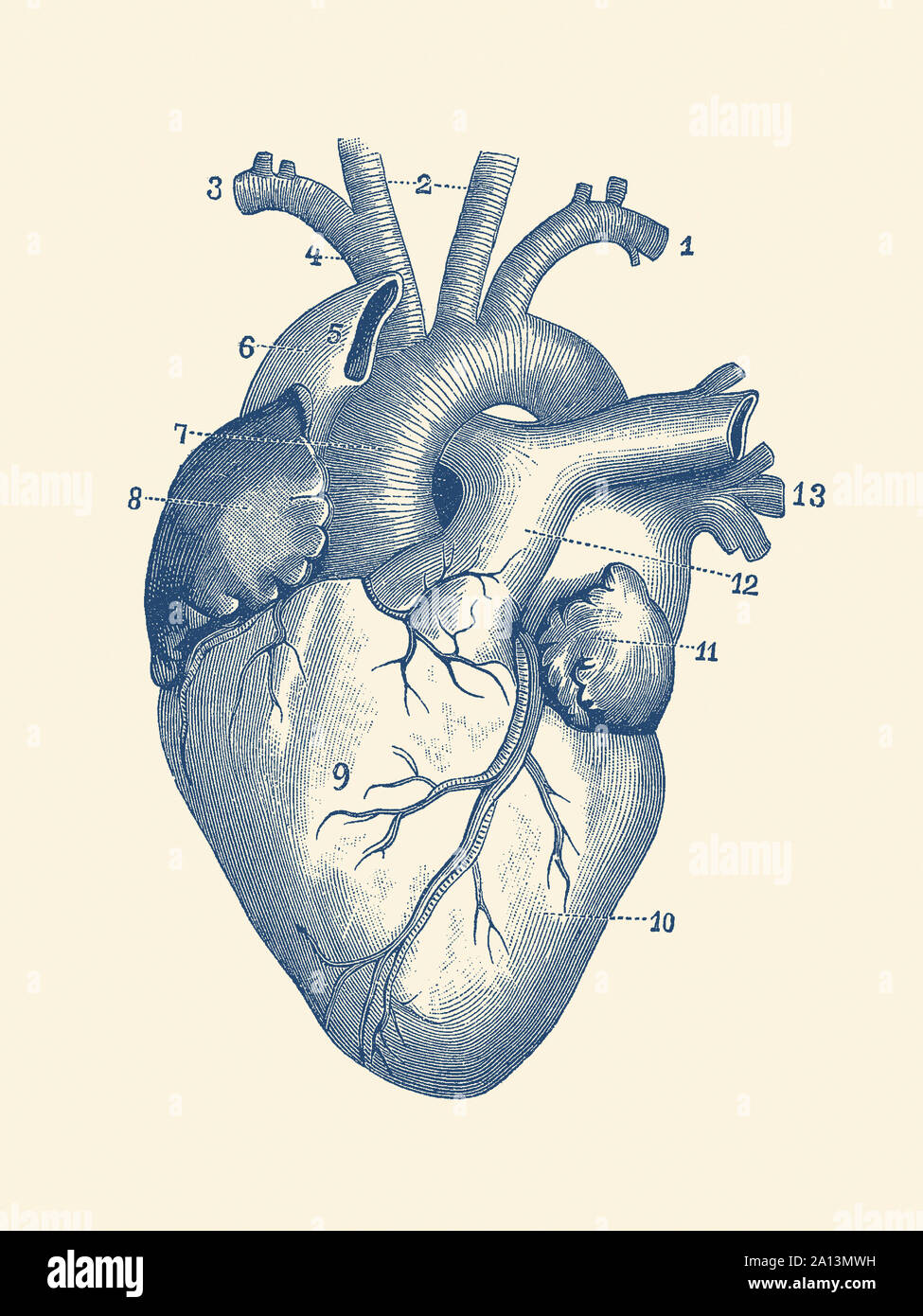 Anatomie Vintage print du cœur humain avec des nervures visibles. Banque D'Images