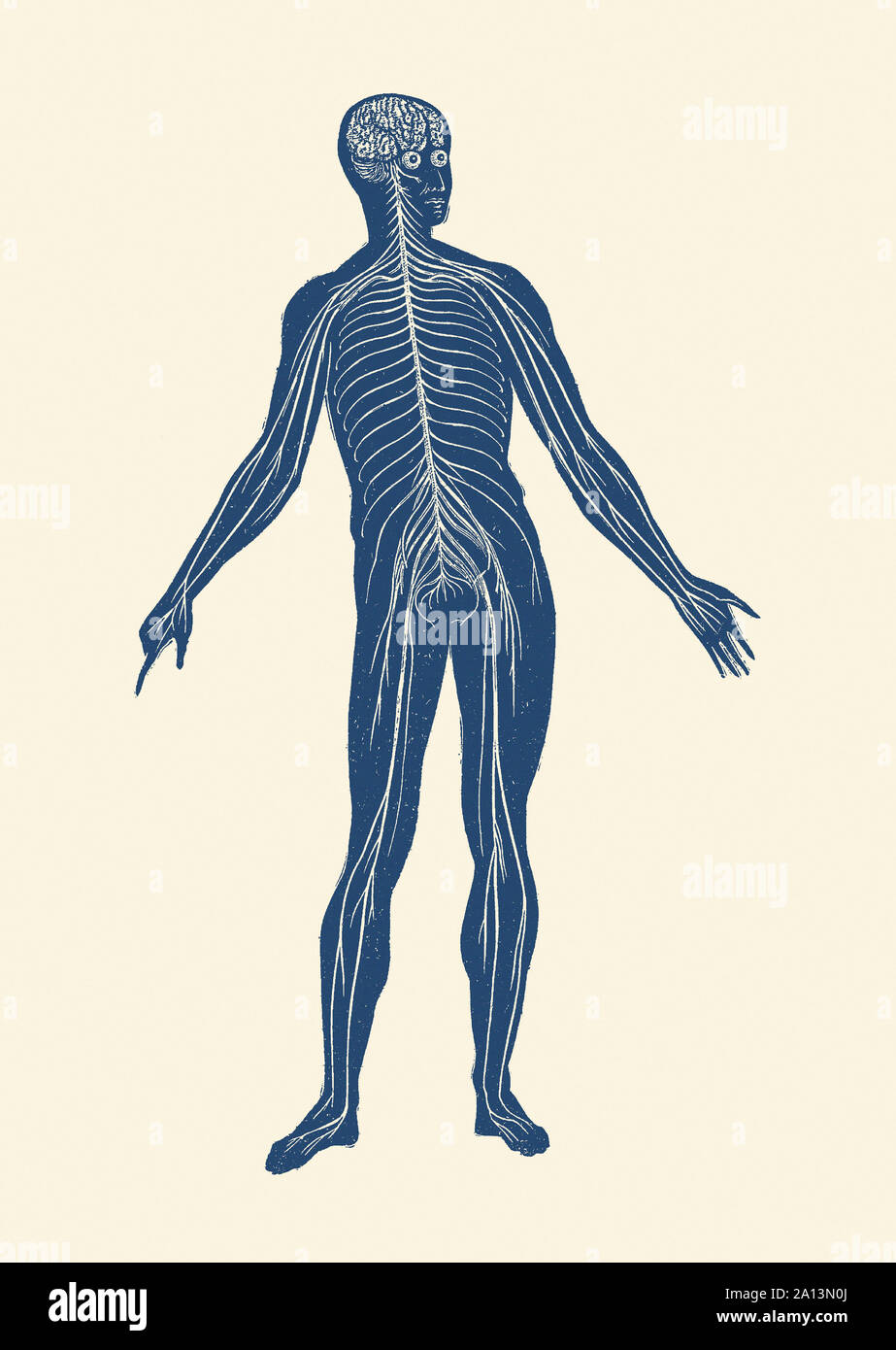 Anatomie Vintage print du système lymphatique dans le corps humain. Banque D'Images