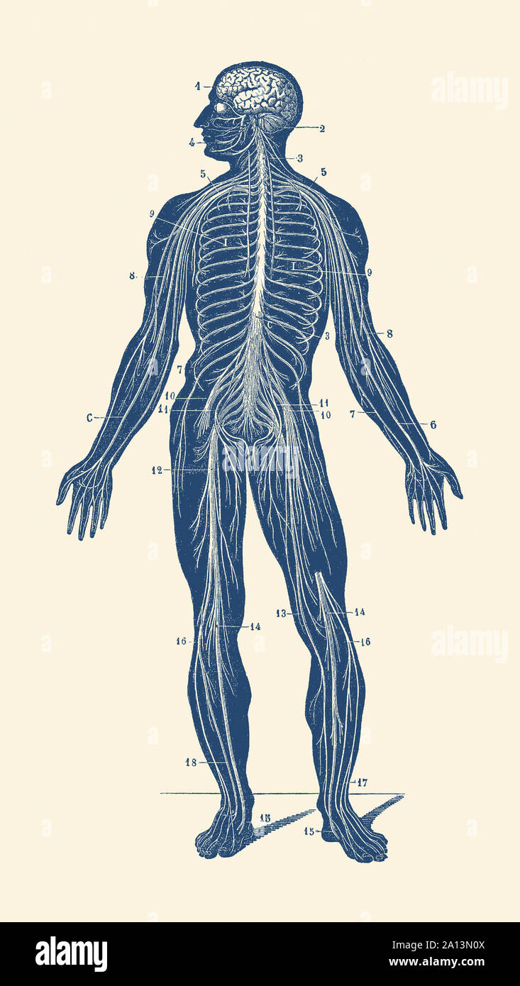 Anatomie Vintage print montrant le système lymphatique dans le corps humain. Banque D'Images