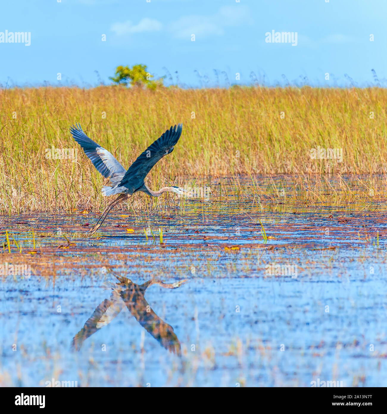 Grand Héron (Ardea herodias) en vol. Le Parc National des Everglades. La Floride. USA Banque D'Images