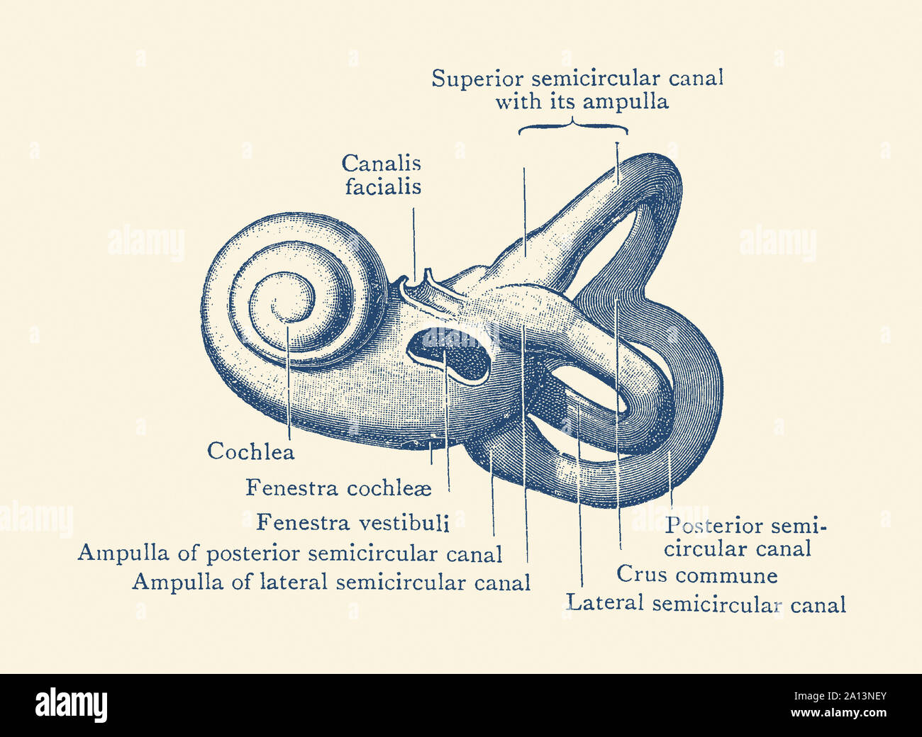 Anatomie Vintage print montrant un schéma de l'oreille interne. Banque D'Images