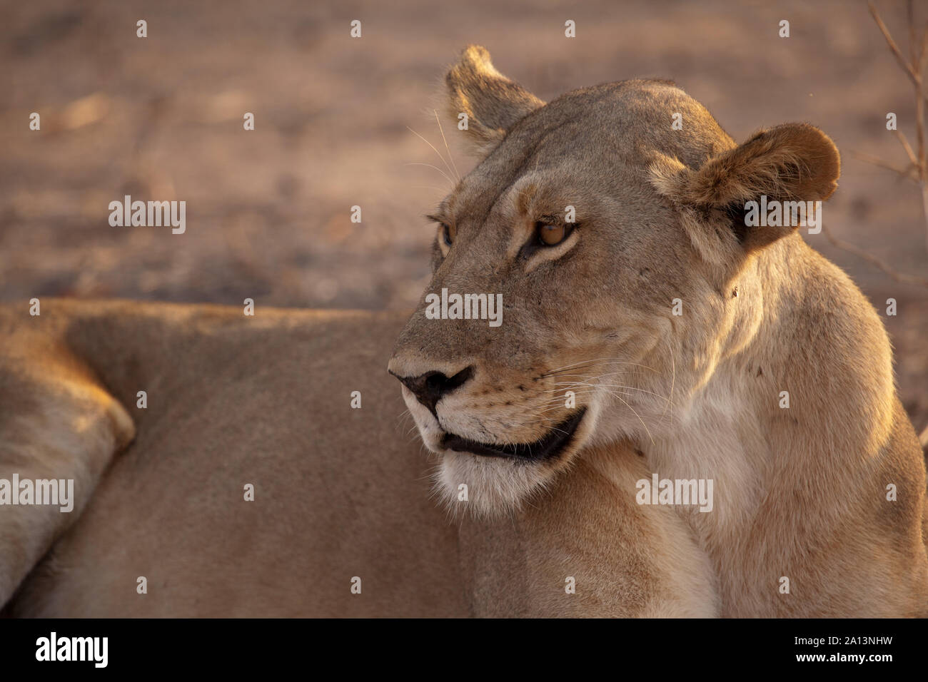 Lionne analyse le paysage dans le soleil du matin, le Ruaha National Park, Tanzania Banque D'Images