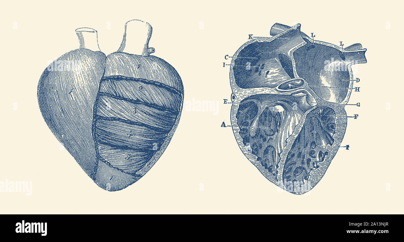 Anatomie Vintage print montrant une représentation du cœur humain. Banque D'Images
