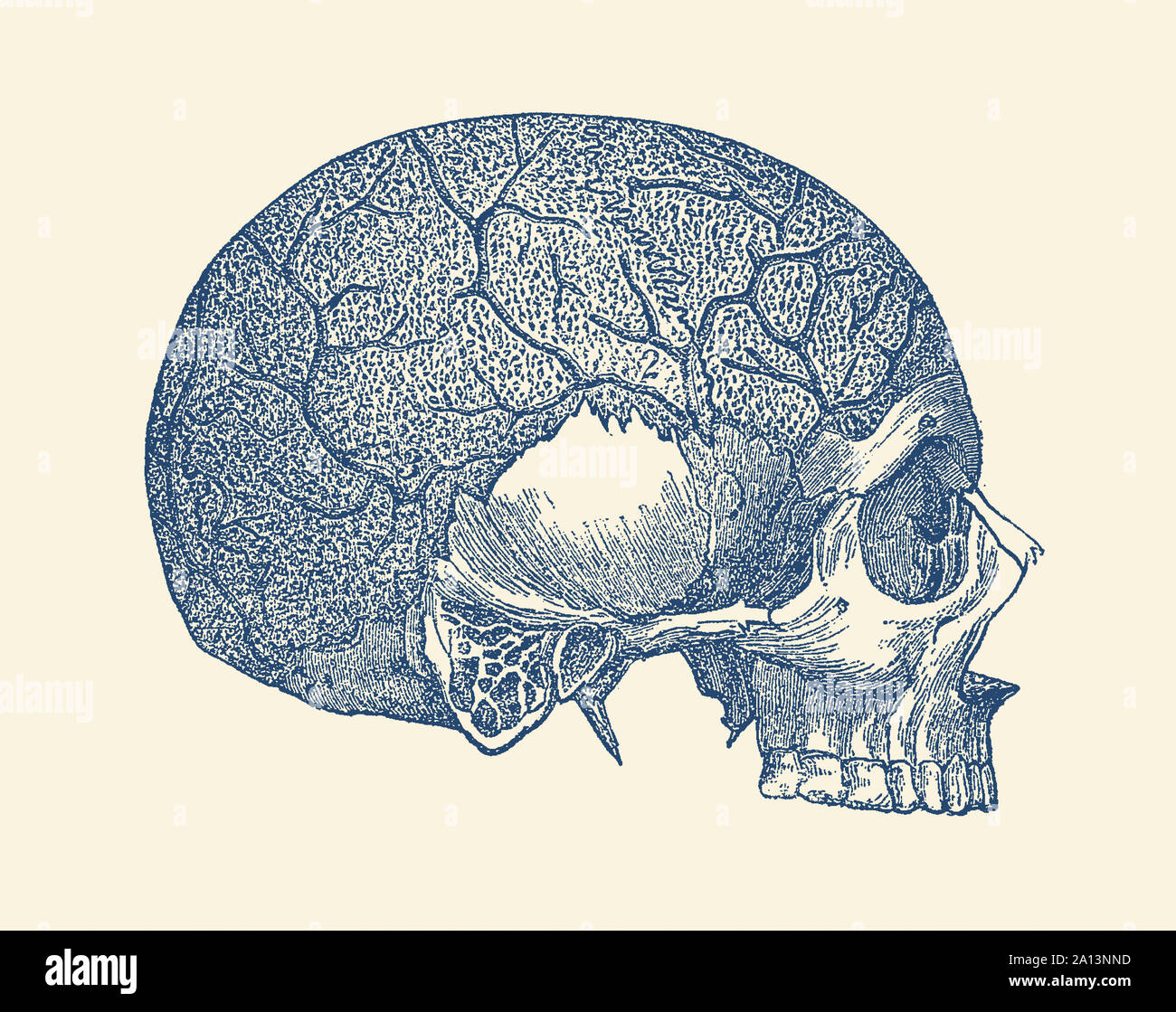 Anatomie Vintage print montrant la vue de côté d'un crâne humain illustrant plusieurs veines. Banque D'Images