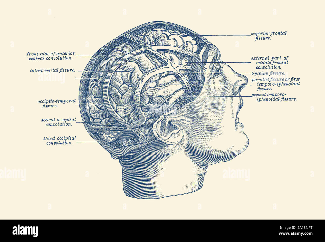 Anatomie Vintage print illustrant les fissures dans le cerveau humain. Banque D'Images