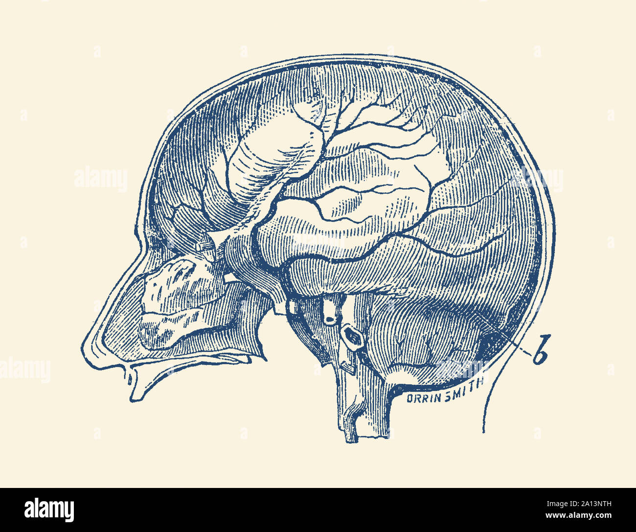 Anatomie Vintage print montrant une vue latérale du cerveau humain. Banque D'Images