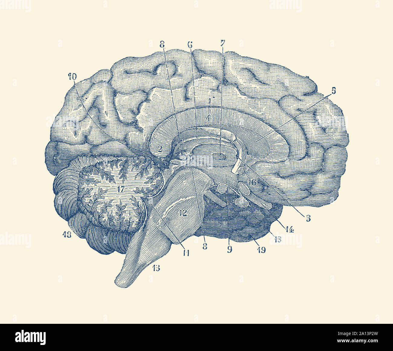 Anatomie Vintage print montrant un diagramme du cerveau humain. Banque D'Images