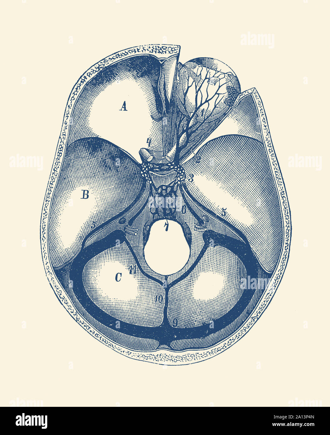 Anatomie Vintage print montrant une vue de dessus du cerveau humain, en séparant les différents lobes. Banque D'Images