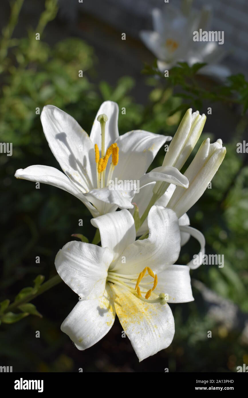 Fleur de lys asiatiques blancs dans le jardin. Belle fleur fleur lily  nature pétale plante gros plan. Bouquet floral vert. Profondeur de champ.  Selec Photo Stock - Alamy