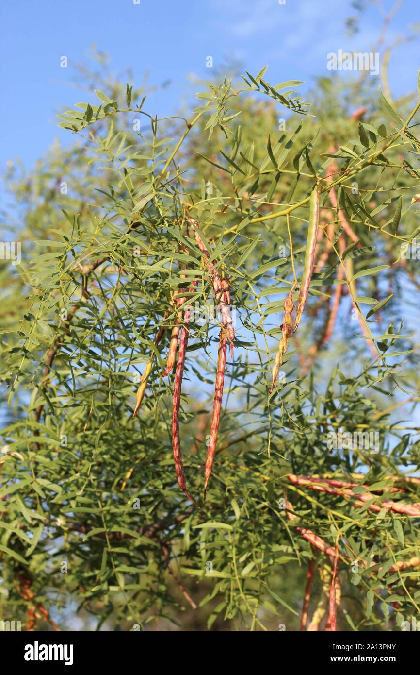 Haricots Mesquite hanging off un arbre mesquite Banque D'Images