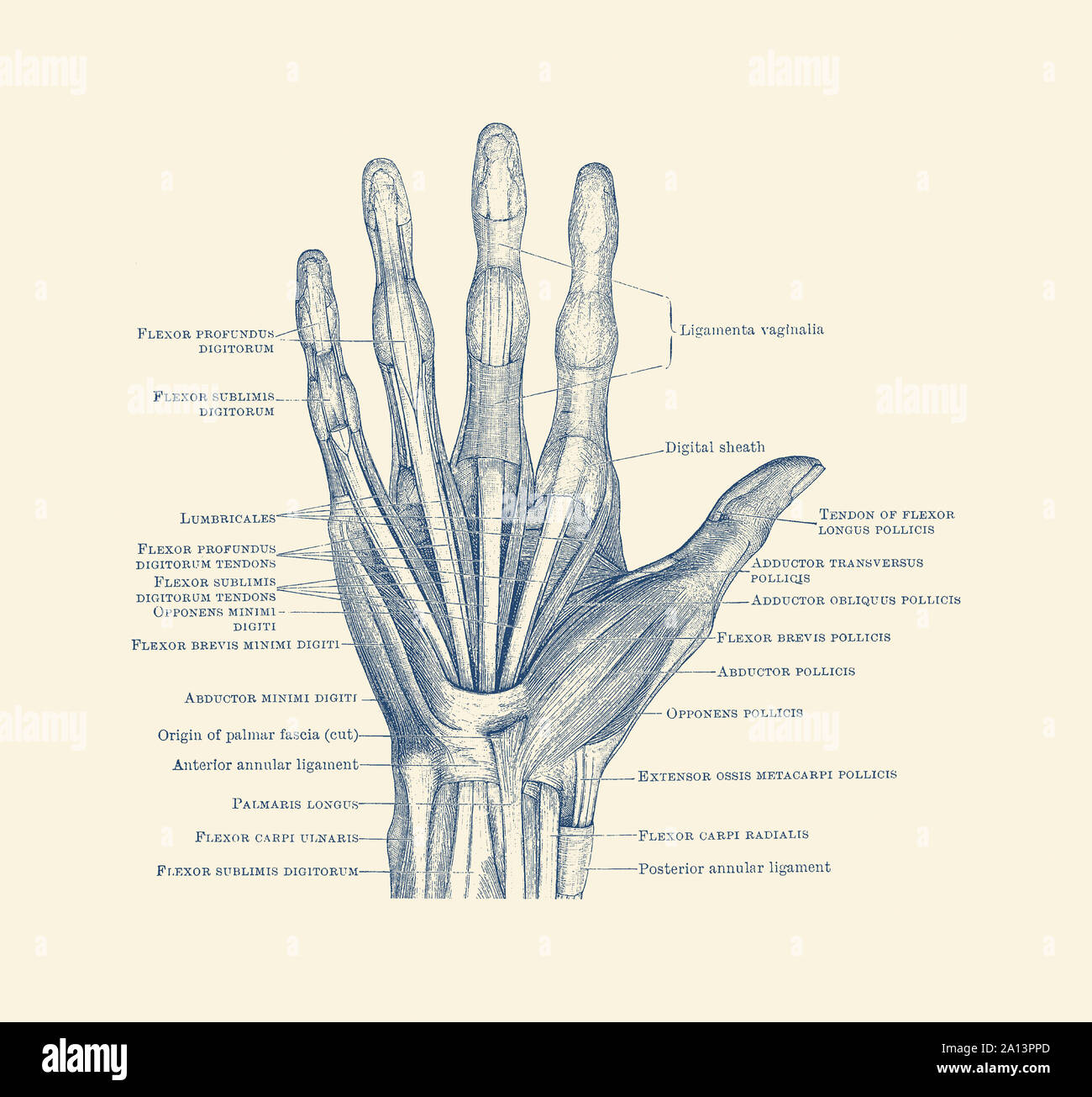 Diagramme illustrant les os, les ligaments et les muscles tout au long de la main et les doigts. Banque D'Images