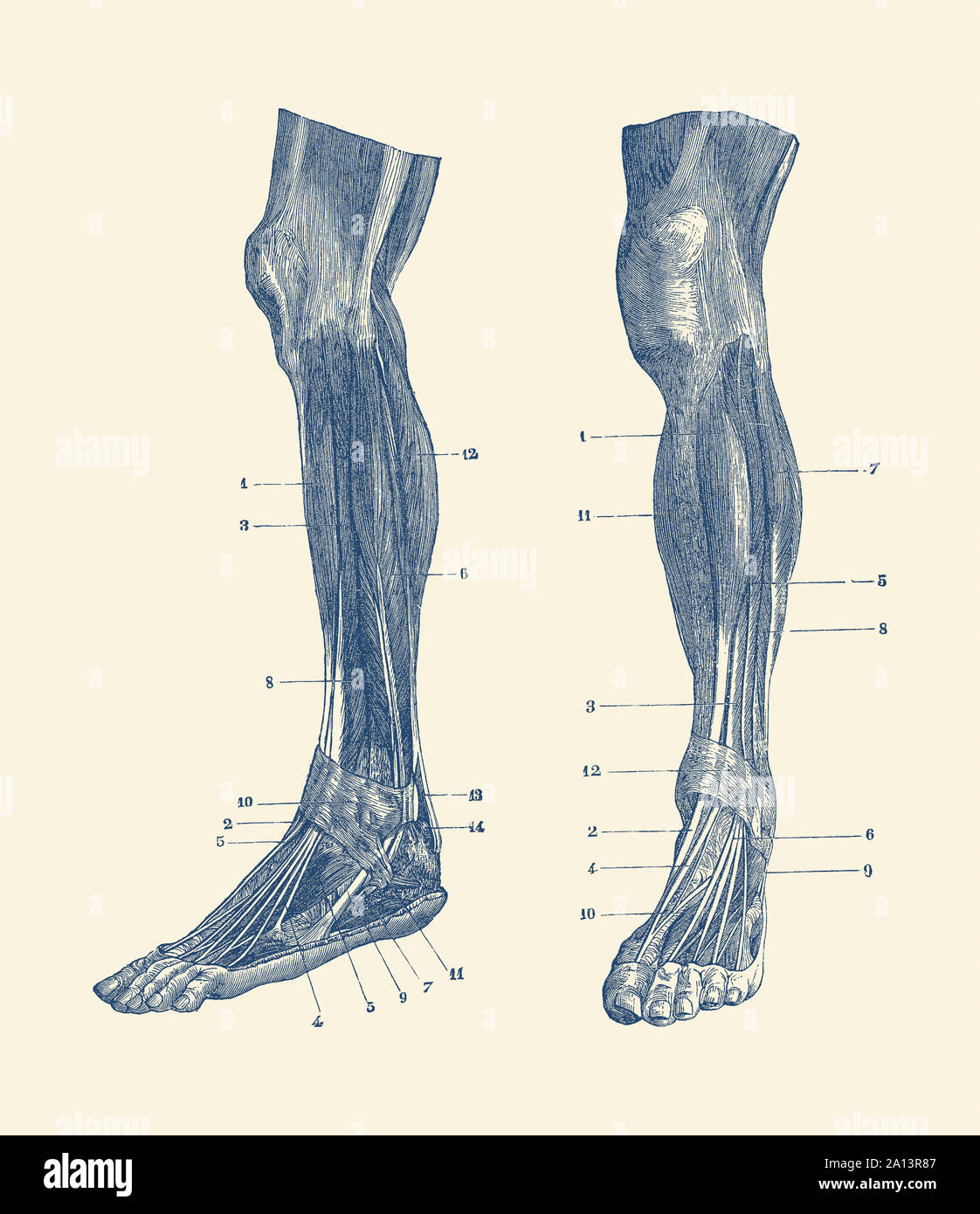 Une double vue sur les muscles et tendons de la jambe humaine. Banque D'Images
