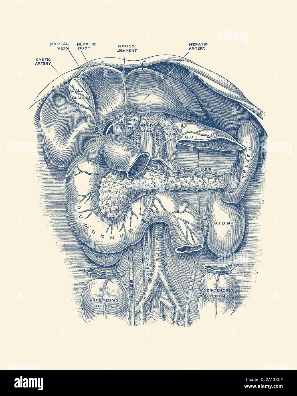 Anatomie de l'impression d'époque les reins, la rate, le duodénum, la vésicule biliaire et plus encore. Banque D'Images