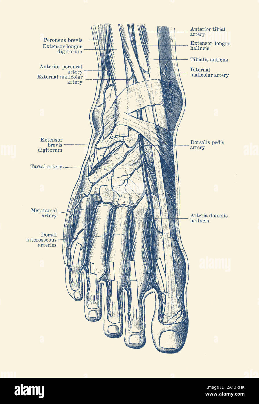 Anatomie de l'impression Vintage pied humain, mettant en valeur les veines et artères. Banque D'Images