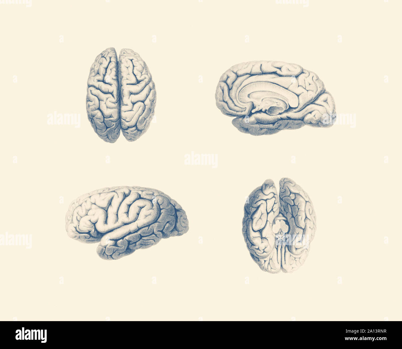Anatomie Vintage print montrant plusieurs points du cerveau humain. Banque D'Images