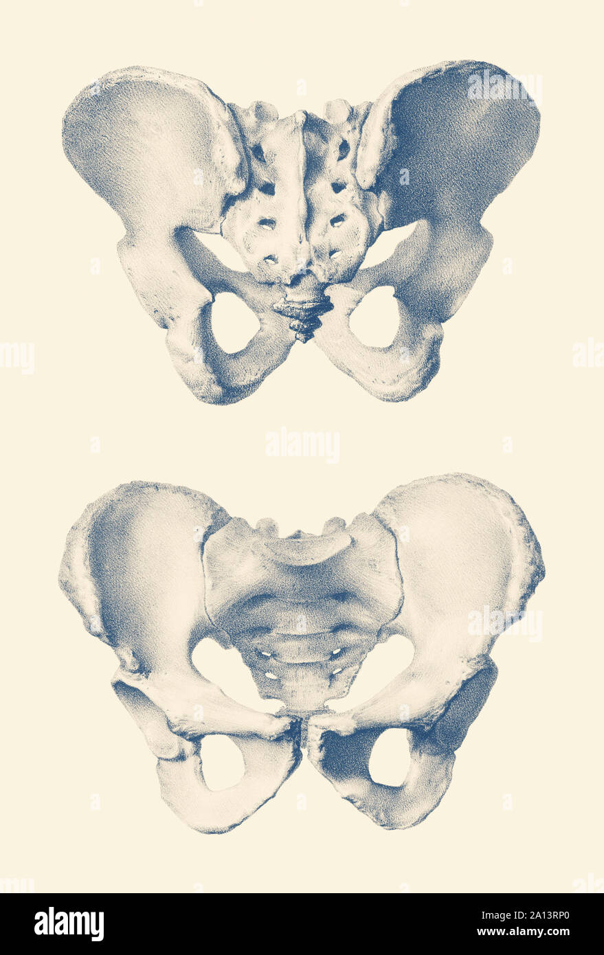 Anatomie Vintage print montrant une double vue sur le bassin de l'homme. Banque D'Images