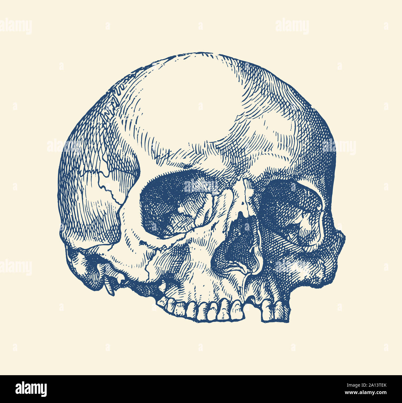Anatomie Vintage print dispose d''une vue sur le crâne humain sans l'os de la mâchoire. Banque D'Images