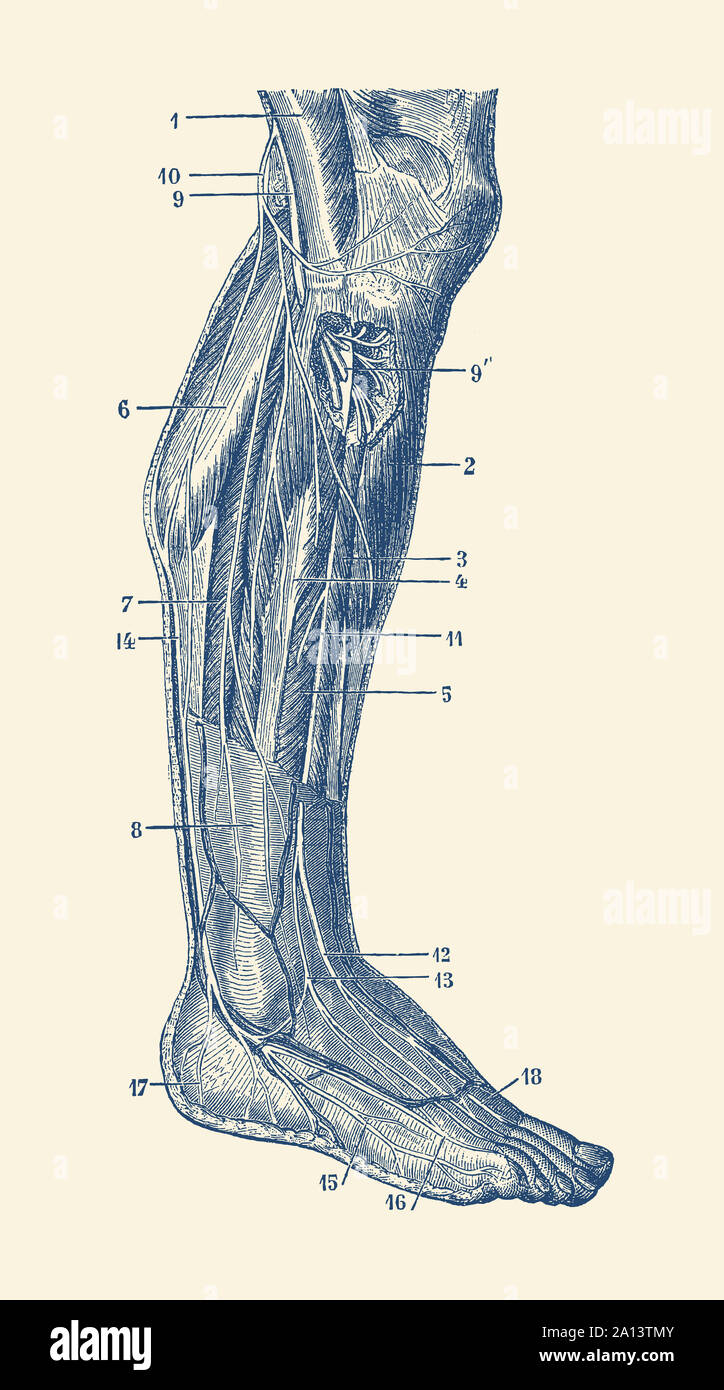 Anatomie Vintage print montrant le système musculaire de la jambe droite. Banque D'Images