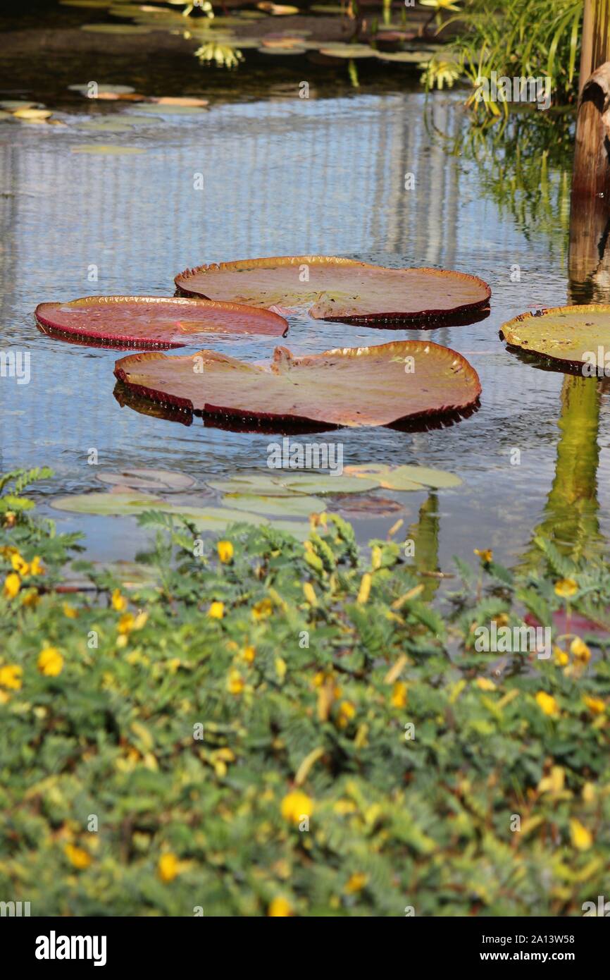L'eau de nénuphar géant vert croissant dans l'étang, Victoria, Victoria Amazonica, Nymphaeaceae, Euryale amazonica, Victoria regia Banque D'Images