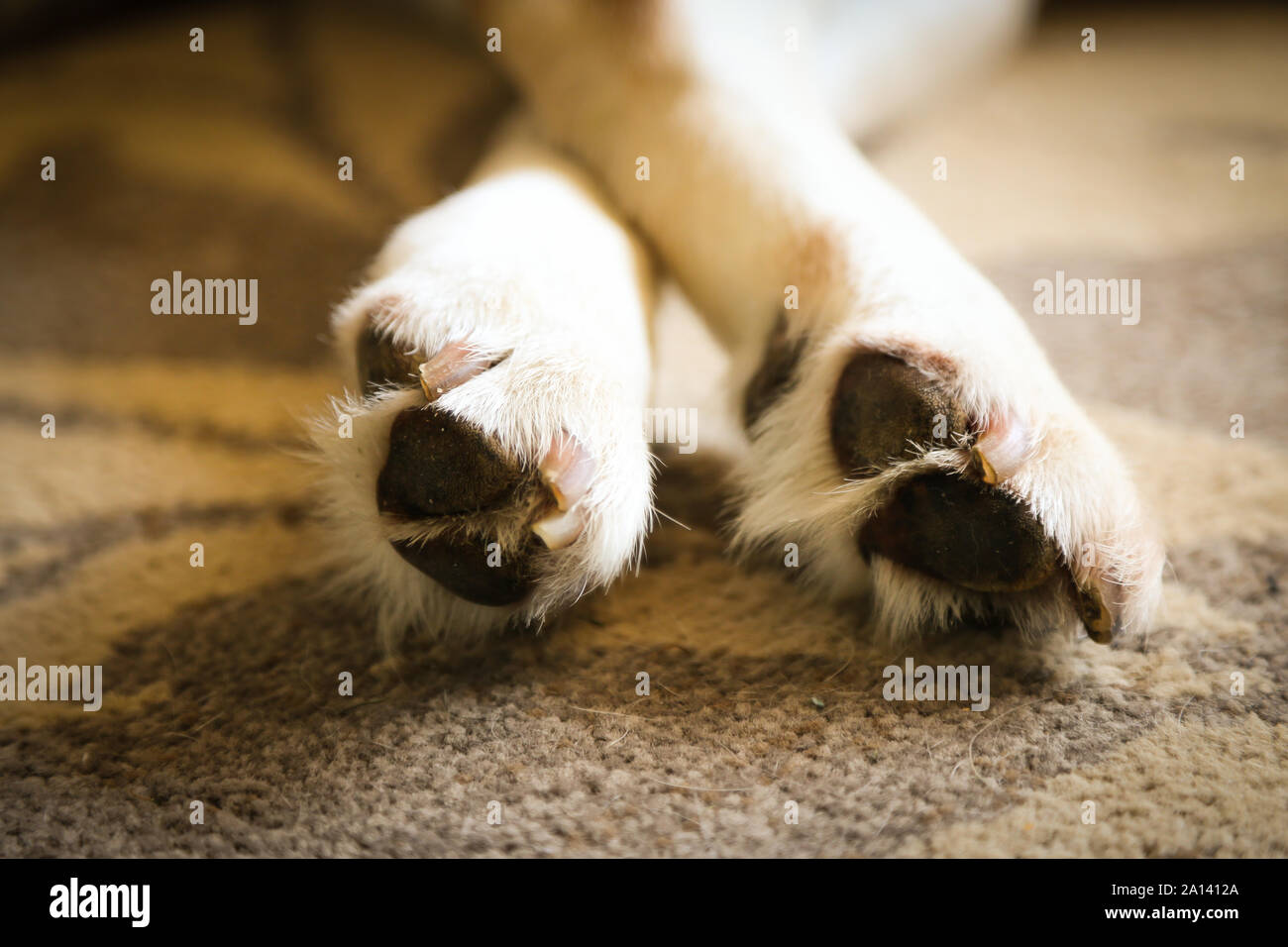 Labrador pads, claw et paws - chien labrador couchage Banque D'Images