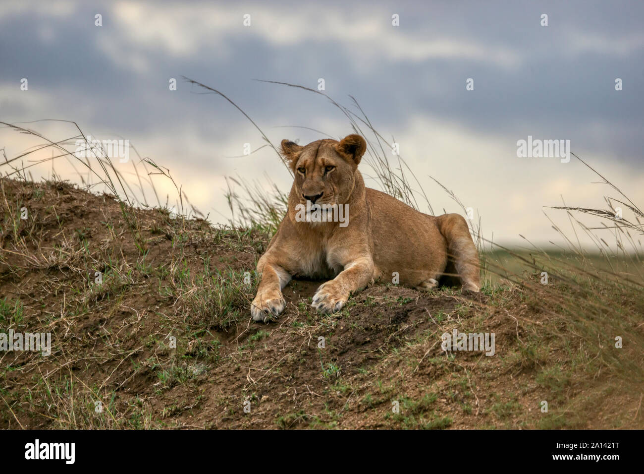 Lion -(Panthero leo). L'Afrique du Sud. Safari photo - Game Reserve Phinda Banque D'Images