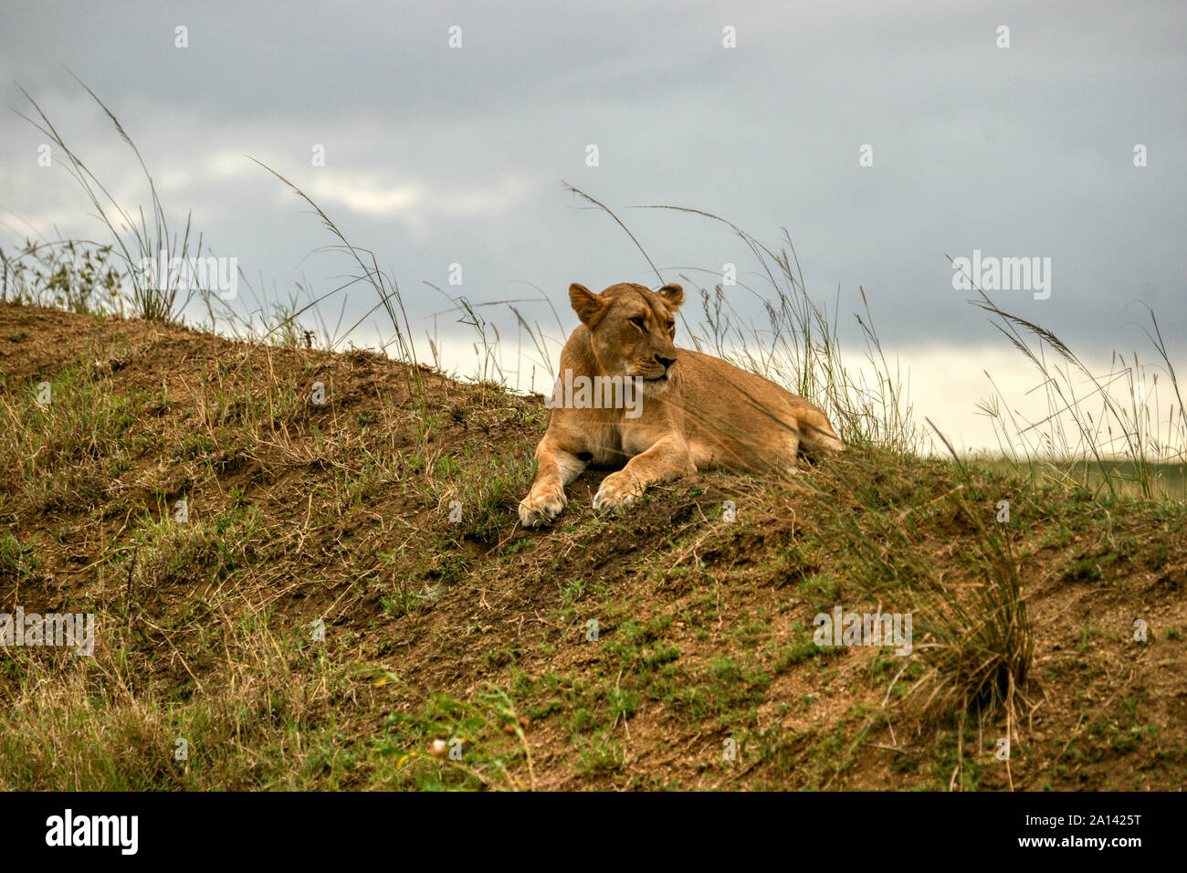 Lion -(Panthero leo). L'Afrique du Sud. Safari photo - Game Reserve Phinda Banque D'Images