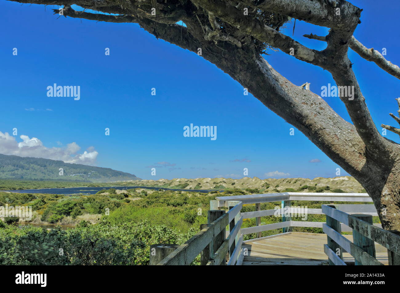 Holman Vista dans l'Oregon Dunes National Recreation Area. Vue depuis la promenade jusqu'à l'extrémité nord de l'Oregon Dunes, vent avec des finitions d'arbres. Banque D'Images