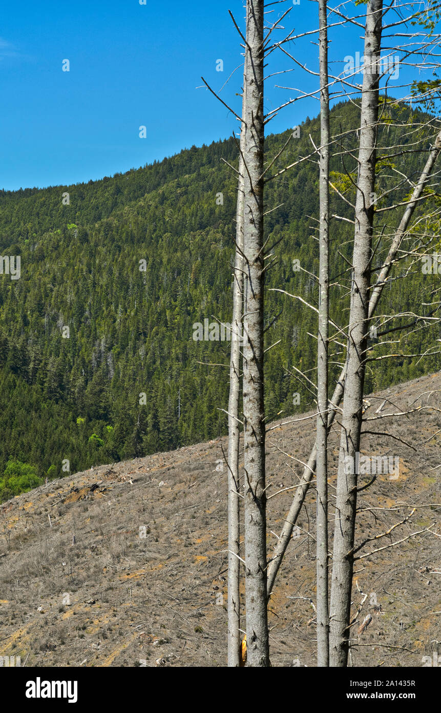 Ou : comté de Curry, Coast Range, Rogue-Siskiyou National Forest, sur la montagne sur coupe à blanc [demander # 278,196.] Banque D'Images