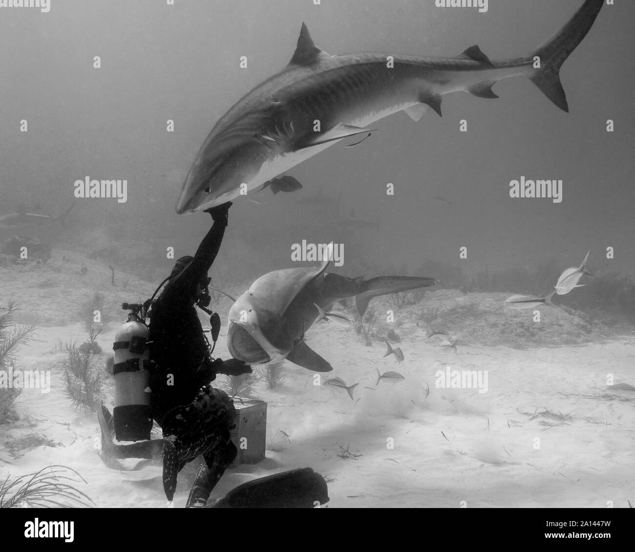 Scuba Diver en interaction avec deux requins tigre, Tiger Beach, aux Bahamas. Banque D'Images