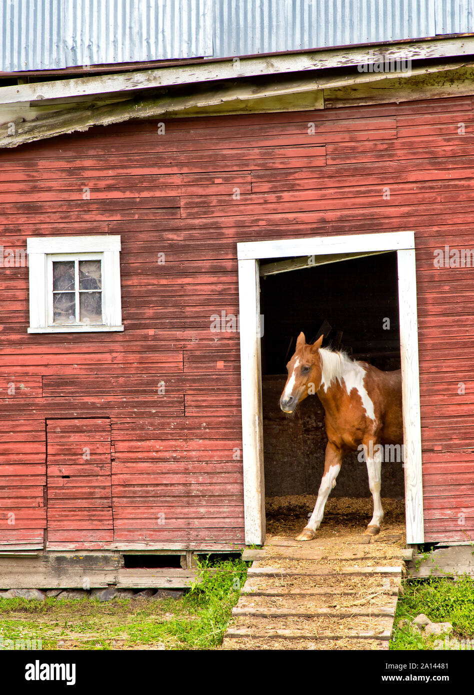 'Curieux' Pinto Horse looking out de porte de la cabine 'Equus caballus'. Banque D'Images