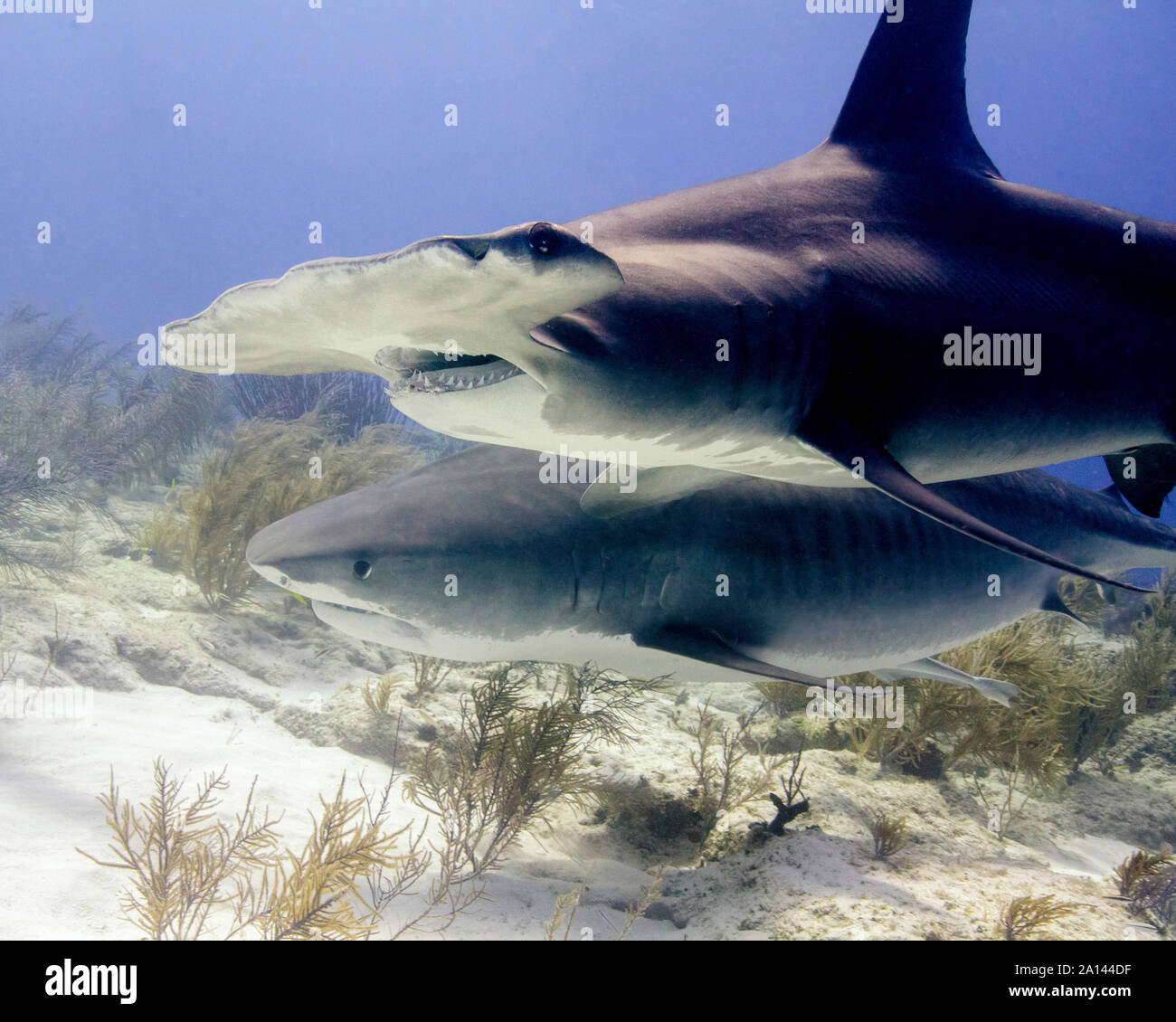 Grand requin-marteau et le requin tigre, Tiger Beach, aux Bahamas. Banque D'Images