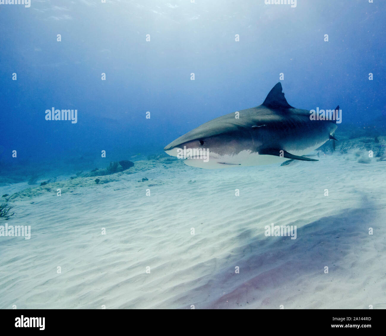 Tiger Shark piscine avec fond de sable sous les rayons du soleil, plage du tigre, aux Bahamas. Banque D'Images