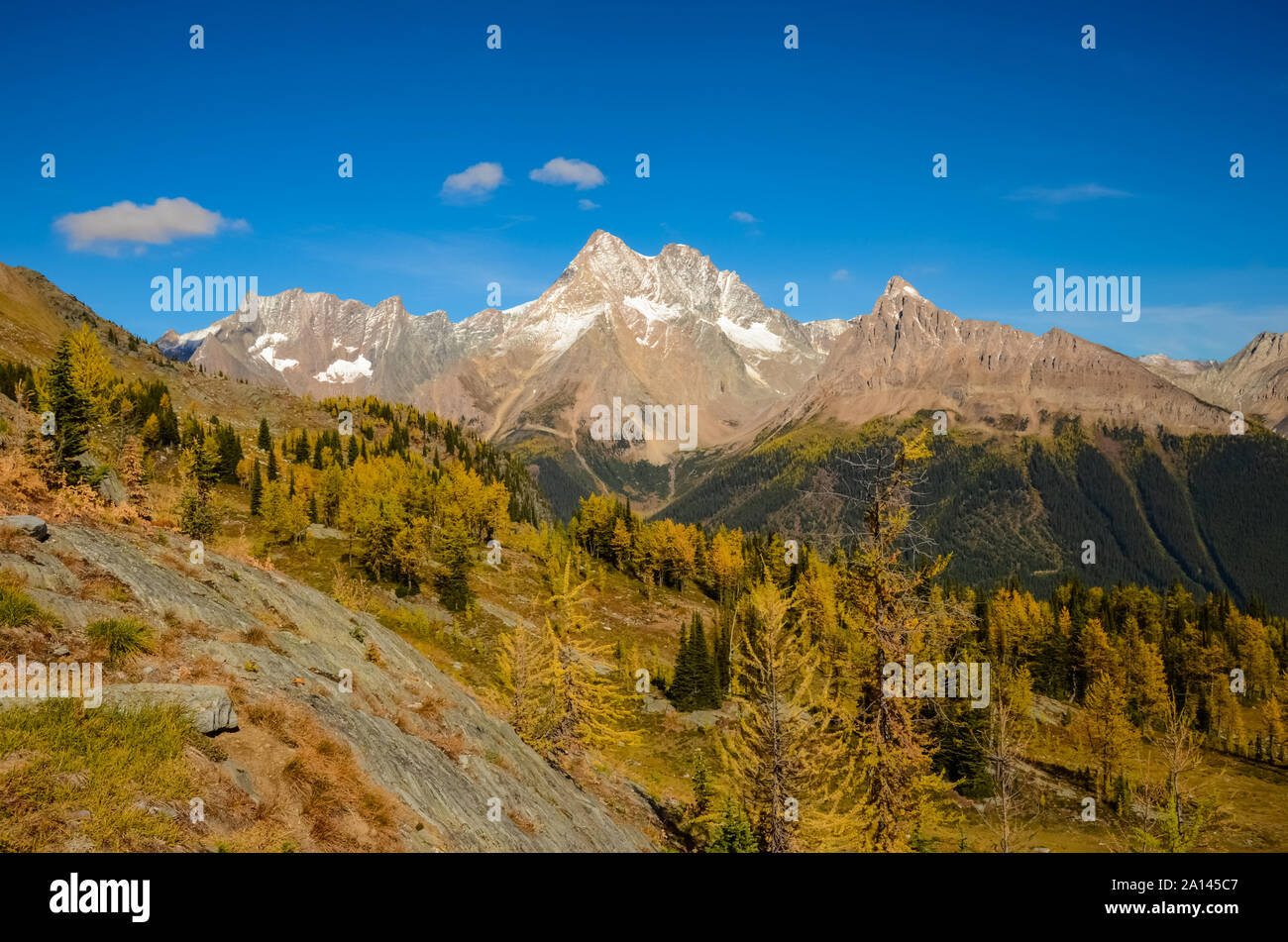 Mélèze doré à l'automne, Jumbo, dans les montagnes Purcell, British Columbia, Canada Banque D'Images