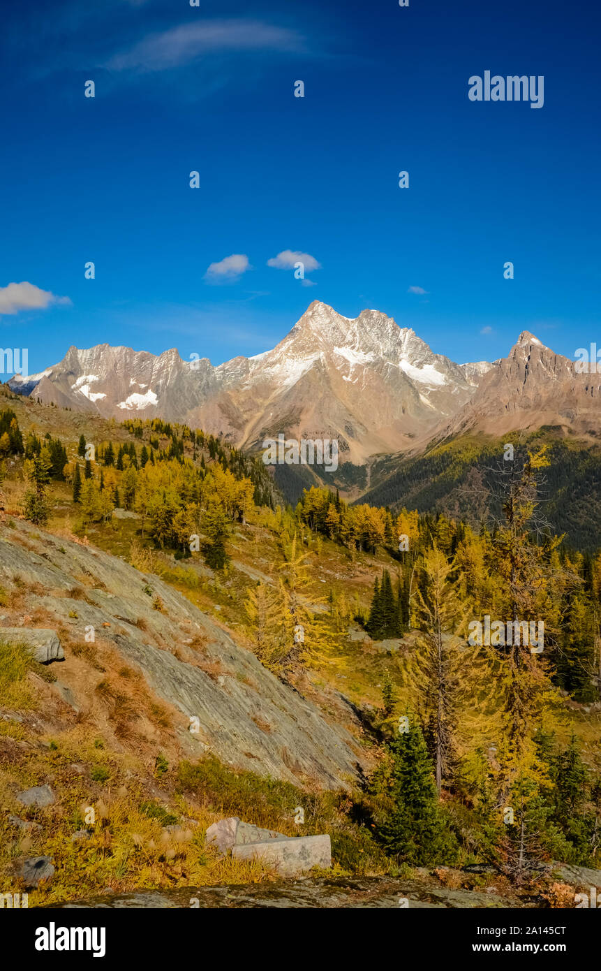 Mélèze doré à l'automne, Jumbo, dans les montagnes Purcell, British Columbia, Canada Banque D'Images