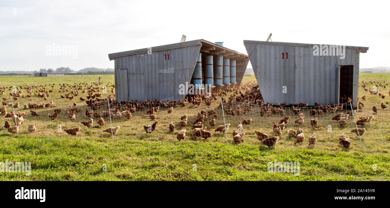 Poules "domestique", la production d'œufs biologiques, portable chicken house. Banque D'Images