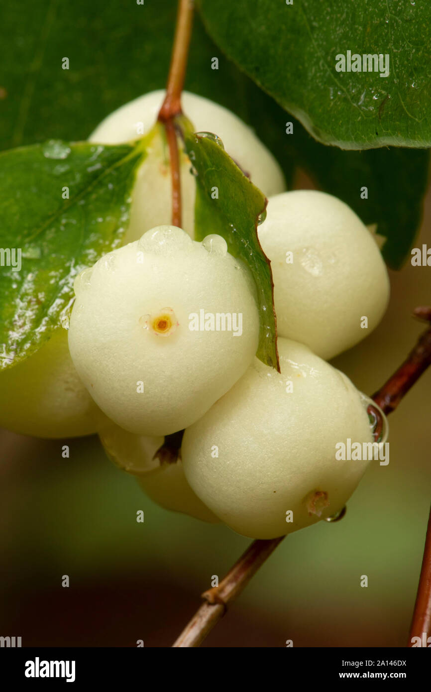 La symphorine blanche (Symphoricarpos albus), Umpqua National Forest, North Umpqua Wild and Scenic River, Rogue-Umpqua National Scenic Byway, Oregon Banque D'Images