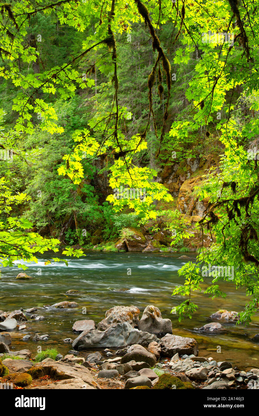 North Umpqua Wild and Scenic River, Umpqua National Forest, Rogue-Umpqua National Scenic Byway, Oregon Banque D'Images