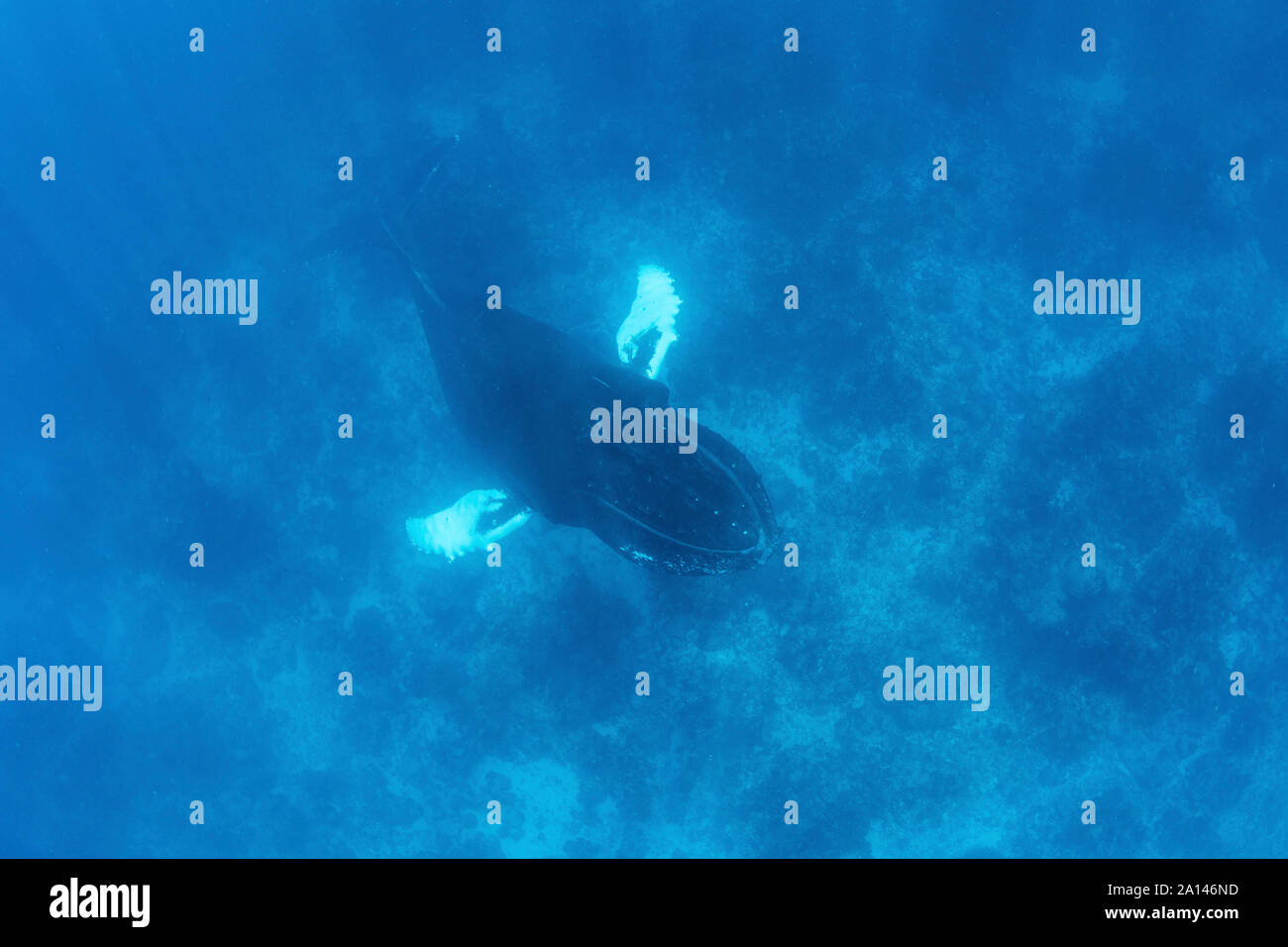Une magnifique baleine à bosse nage dans les eaux bleues de la mer des Caraïbes. Banque D'Images Une magnifique baleine à bosse nage dans les eaux bleues de la mer des Caraïbes. Banque D'Images