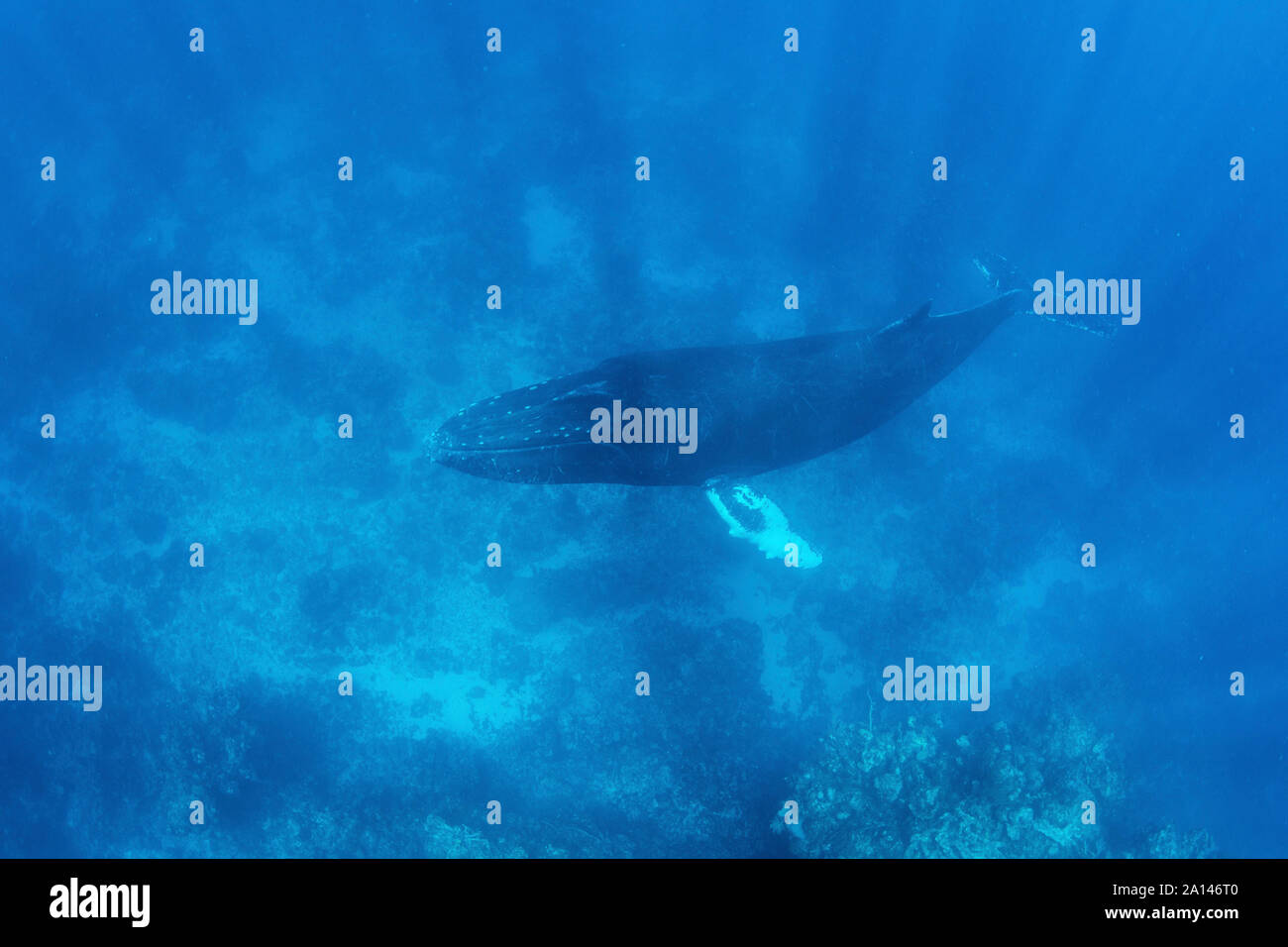 Une magnifique baleine à bosse nage dans les eaux bleues de la mer des Caraïbes. Banque D'Images