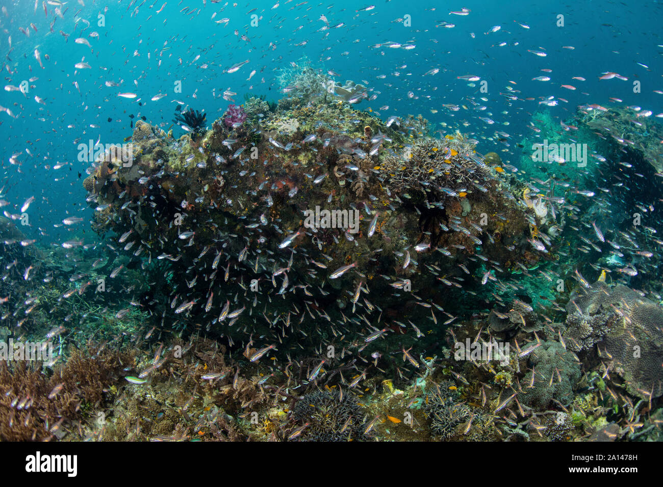 Plus d'un essaim de Kaudern de coraux dans une partie reculée de Raja Ampat, en Indonésie. Banque D'Images