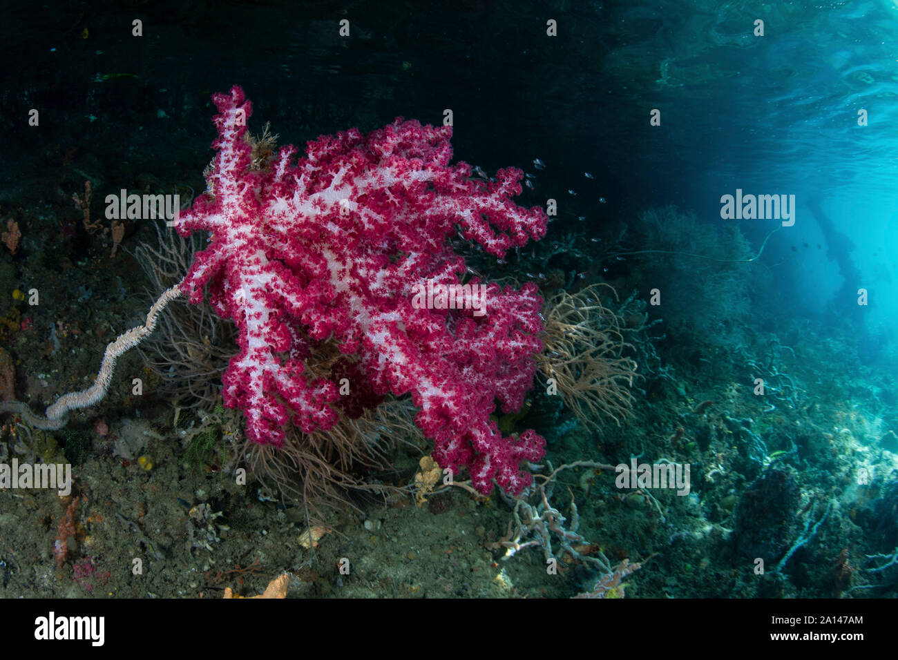 Un beau soft coral dans Raja Ampat, en Indonésie. Banque D'Images Un beau soft coral dans Raja Ampat, en Indonésie. Banque D'Images
