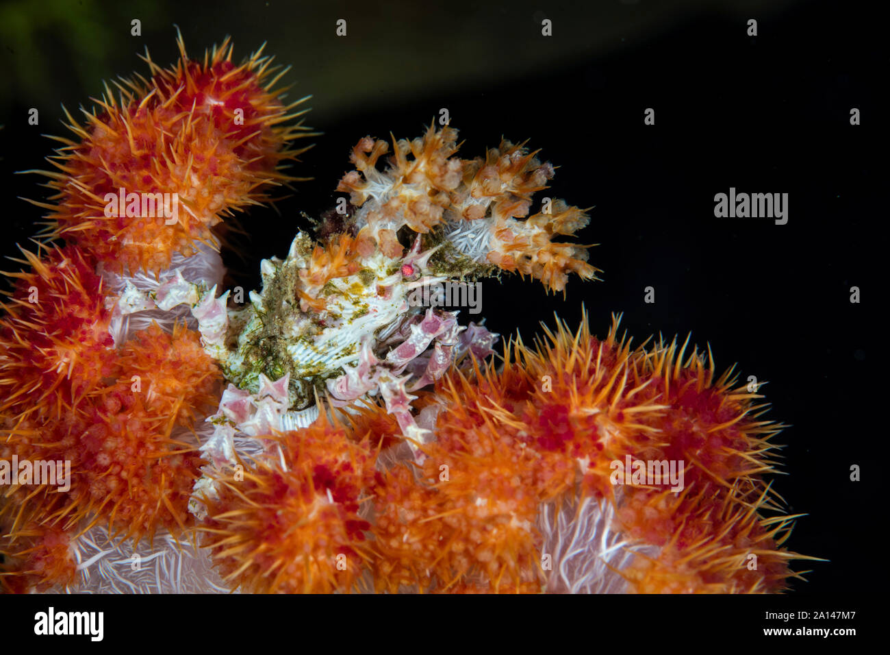 Un crabe Hoplophrys coraux mous, oatesii, utilise pour camoufler les polypes vivant lui-même. Banque D'Images Un crabe Hoplophrys coraux mous, oatesii, utilise pour camoufler les polypes vivant lui-même. Banque D'Images