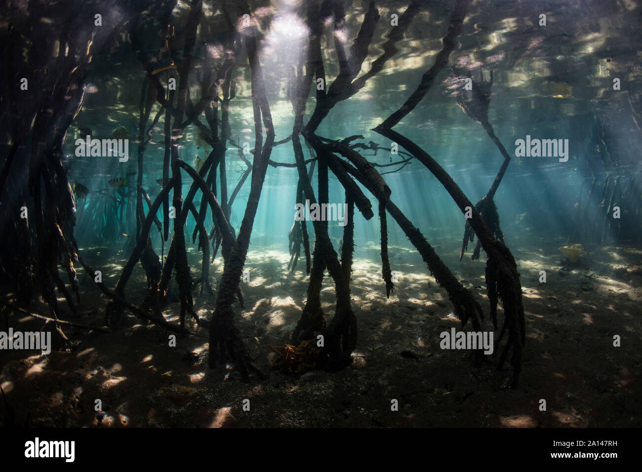 Le soleil descend dans l'ombre d'une forêt de mangroves d'eau bleu Raja Ampat, en Indonésie. Banque D'Images Le soleil descend dans l'ombre d'une forêt de mangroves d'eau bleu Raja Ampat, en Indonésie. Banque D'Images