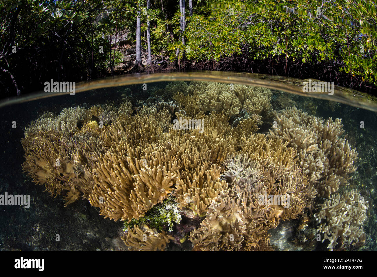 Les coraux croissent en santé sur le bord d'une forêt de mangrove dans la région de Raja Ampat, en Indonésie. Banque D'Images Les coraux croissent en santé sur le bord d'une forêt de mangrove dans la région de Raja Ampat, en Indonésie. Banque D'Images