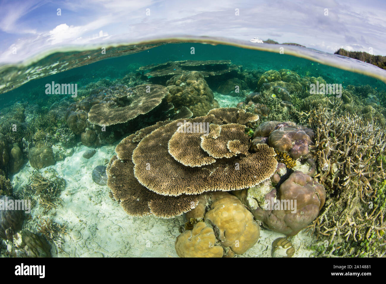 Beaux coraux durs poussent dans des eaux peu profondes dans une partie reculée de Raja Ampat, en Indonésie. Banque D'Images