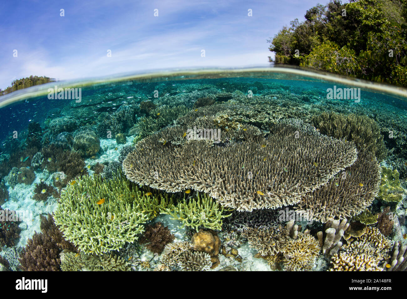 Un beau récif de corail se développe dans une région éloignée de Raja Ampat, en Indonésie. Banque D'Images