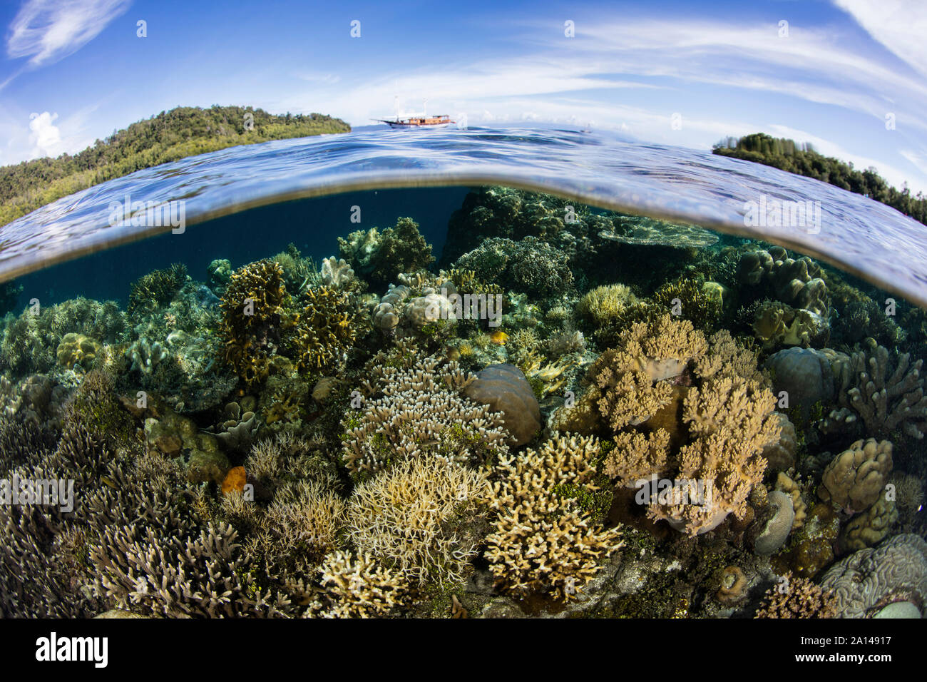 Les coraux sains se développent dans une région éloignée de Raja Ampat, en Indonésie. Banque D'Images