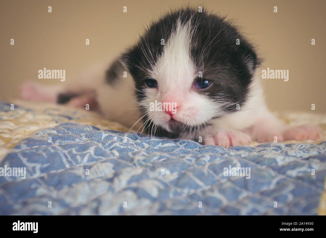 Un Chat Mignon Tuxedo Noir Et Blanc Motif Bicolore European Shorthair Debout Et Appuye Sa Patte Contre Un Arbre Dans Un Jardin Et Curieusement A La Photo Stock Alamy Un Chat Mignon Tuxedo Noir Et Blanc Motif Bicolore European Shorthair Debout Et Appuye Sa Patte Contre Un Arbre Dans Un Jardin Et Curieusement A La Photo Stock Alamy