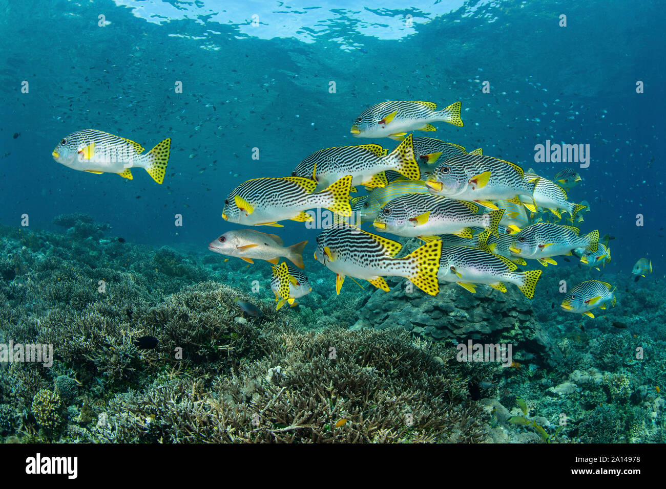 Une école de natation gaterins bordée d'au-dessus d'une barrière de corail à Raja Ampat, en Indonésie. Banque D'Images Une école de natation gaterins bordée d'au-dessus d'une barrière de corail à Raja Ampat, en Indonésie. Banque D'Images